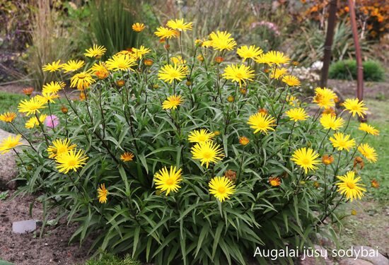 Jautakė gluosnialapė (Buphthalmum salicifolium)